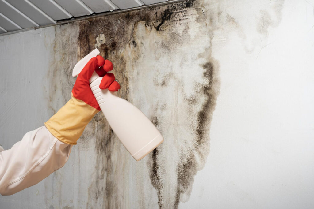 mold removal