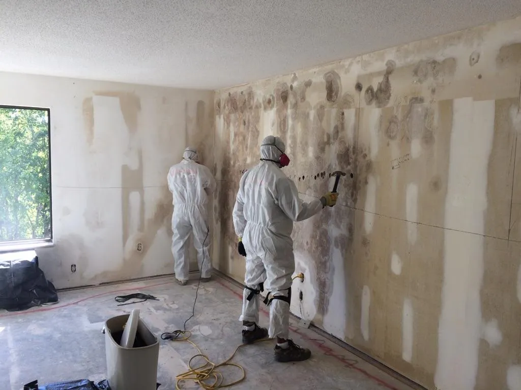 Professional Mold Remediation