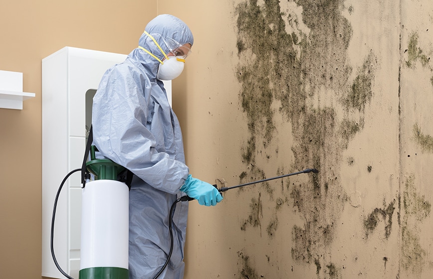 Mold Clean Up