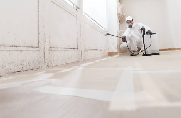 mold clean up services